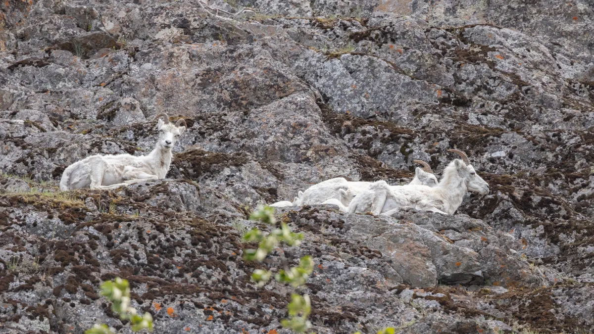 Dall sheep