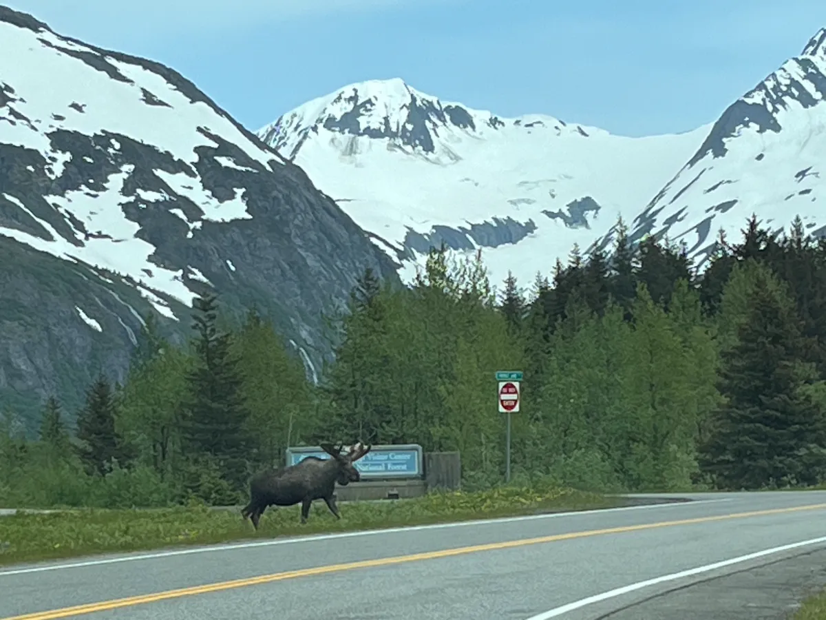 Moose crossing