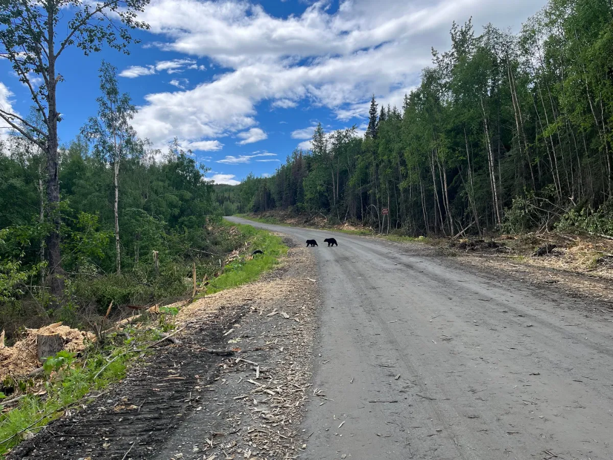 Black Bears on the road