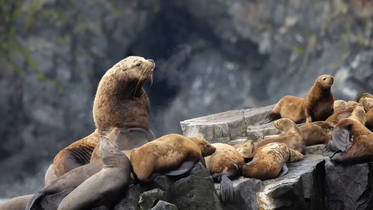 Sea lions