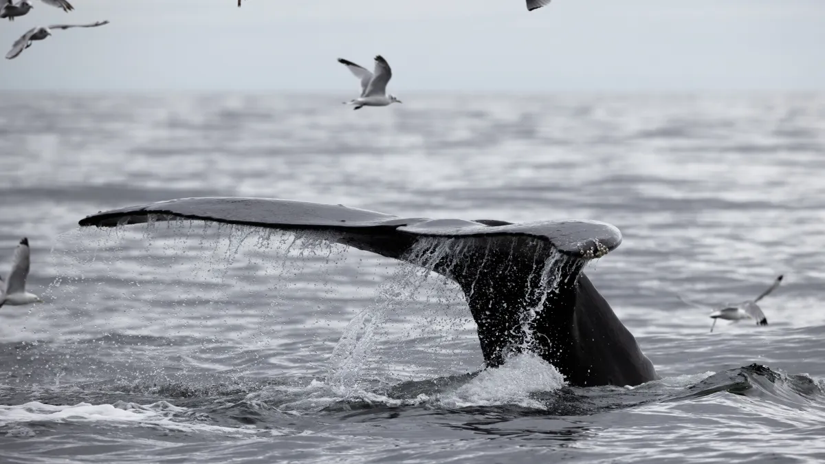 Whale tail as seen on whale watching tour