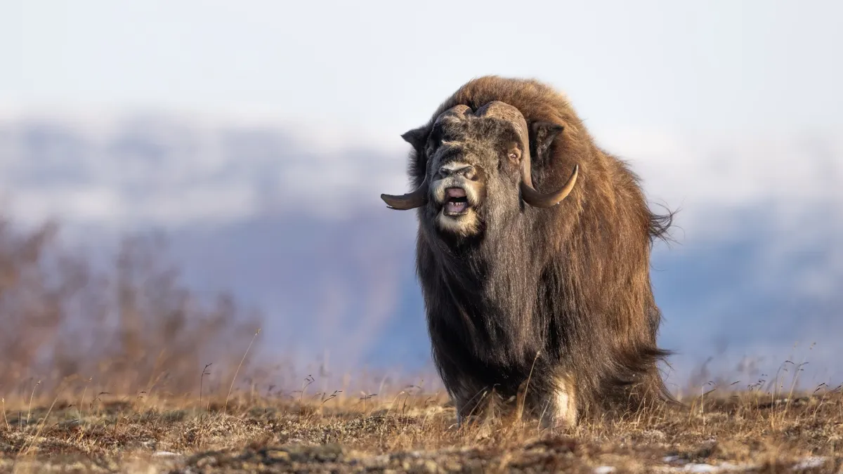 Male musk ox on tundra