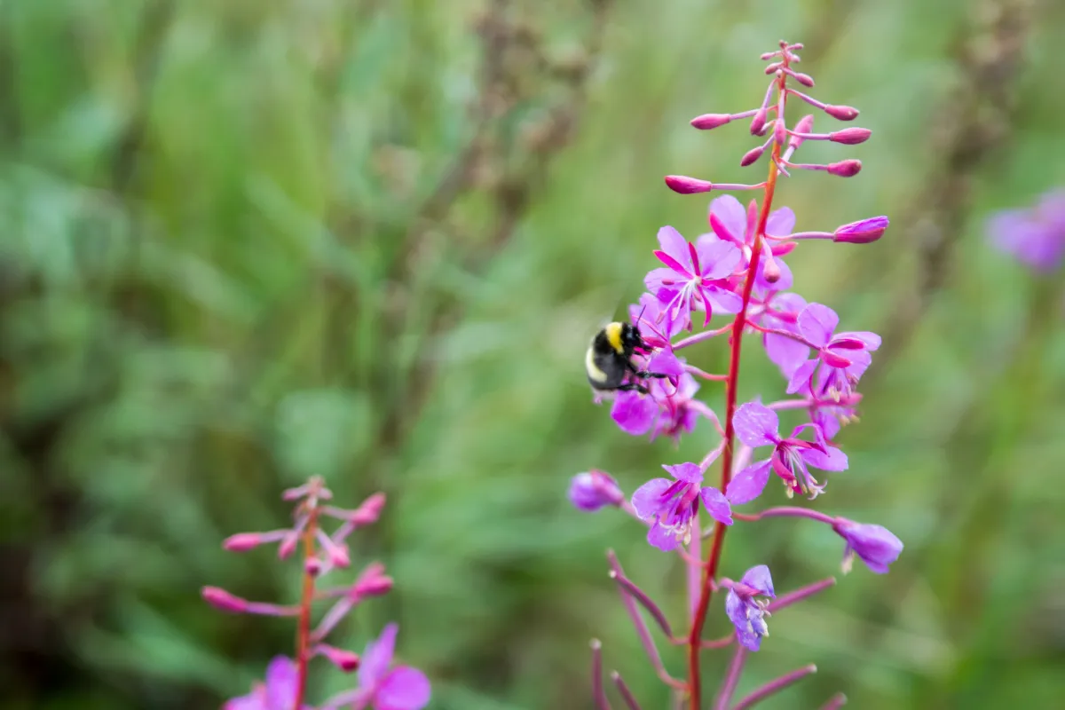 Bumblebee