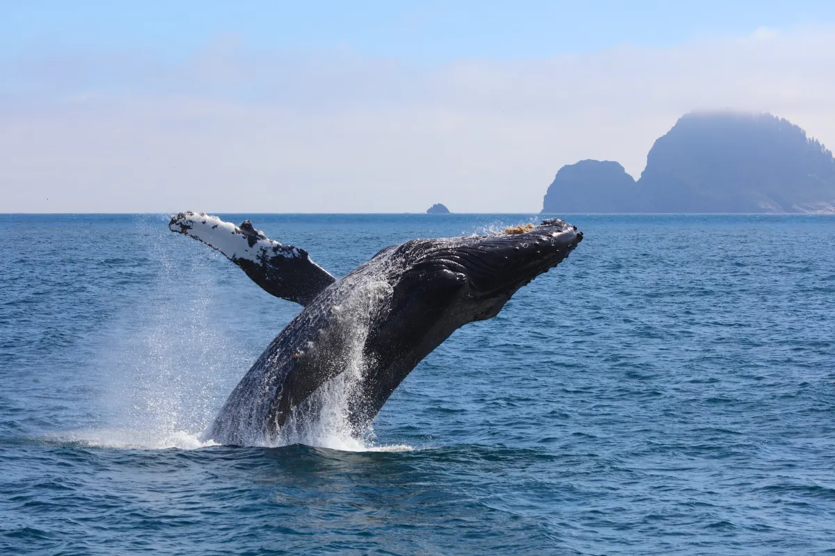 Humpback Whale Breaching Kenai Fjords