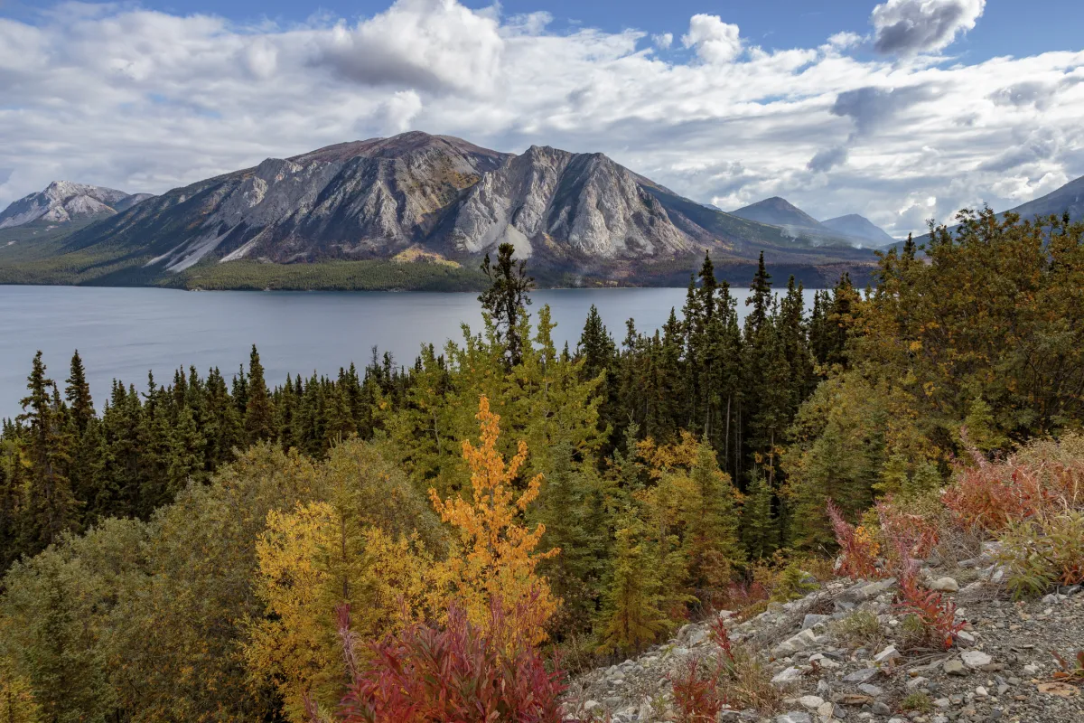 Tagish lake