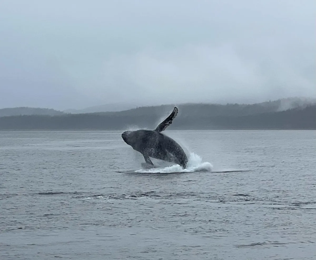 Whale breaching