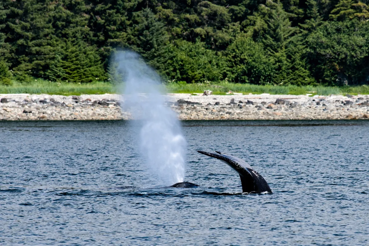whale watching tour at the Glacier bay