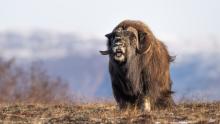 Male musk ox on tundra
