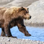 Alaska Brown Grizzly Bear